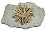 Jurassic Club Urchin (Asterocidaris) - Boulemane, Morocco #366918-1